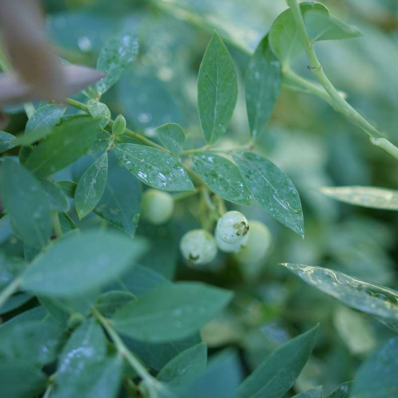 Close-up of some berries on Splendid! Blue Blueberry 