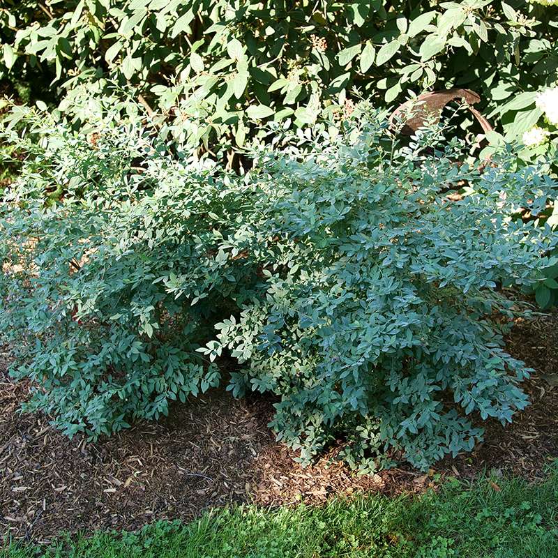 Splendid! Blue Vaccinium in a landscape