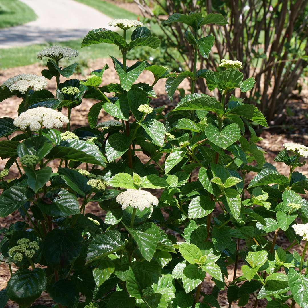 Viburnum Glitters & Glows white flower clusters amongst it's dense green habit.