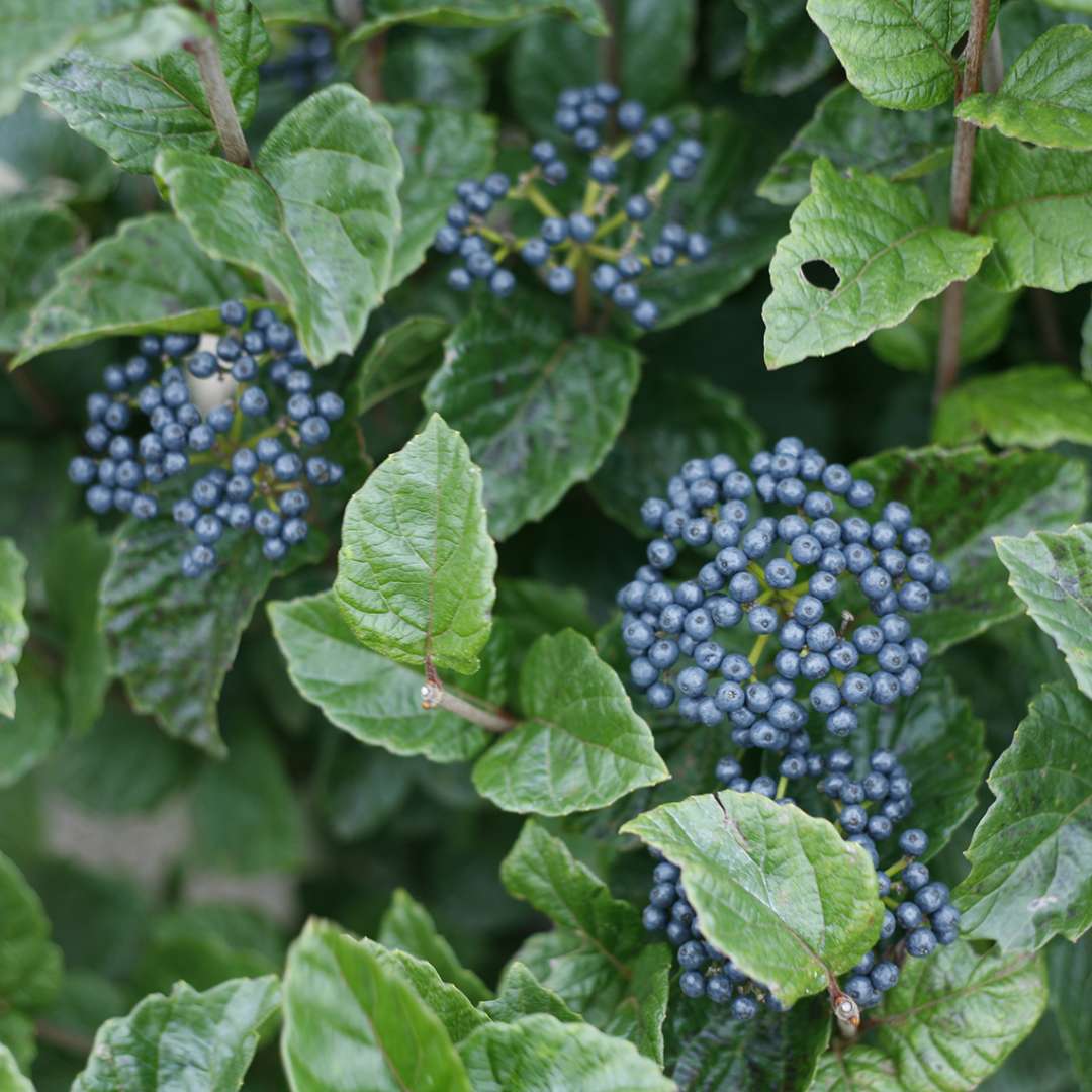 Glitters & Glows viburnum blue berry clusters in the fall.