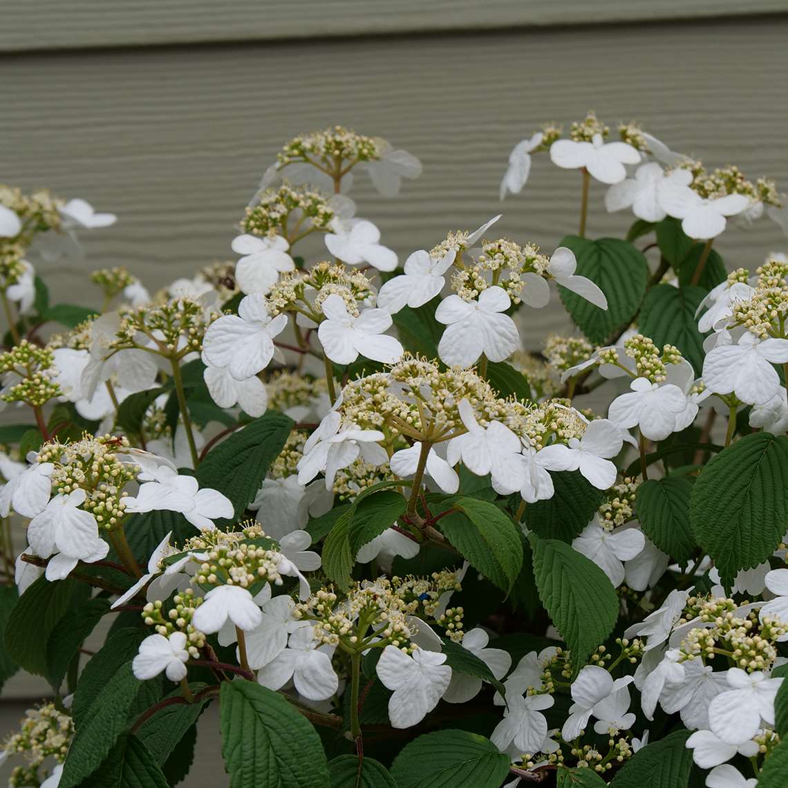 Close-up of Steady Eddy viburnum's strong white blooms