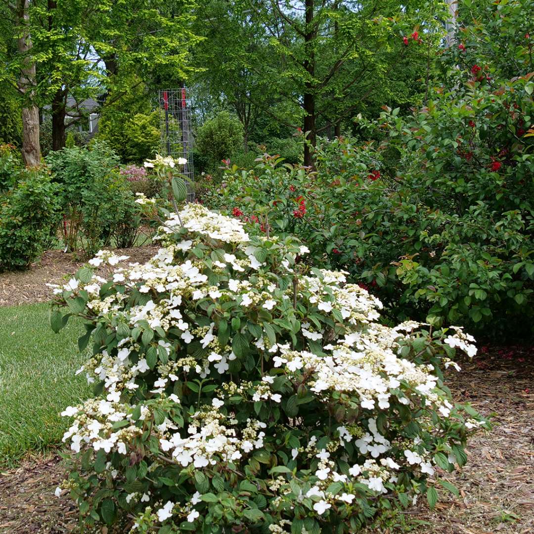 Steady Eddy viburnum in the garden with white blooms