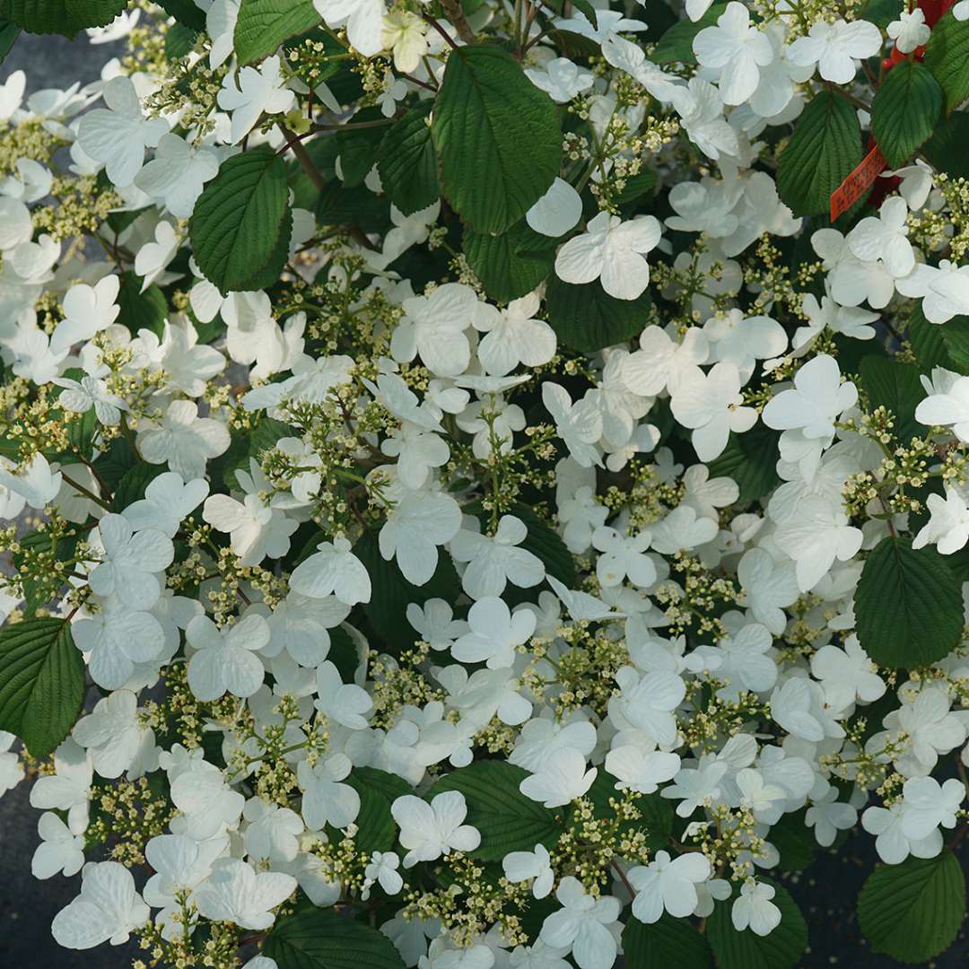 Close-up of Steady Eddy viburnum's small white blooms