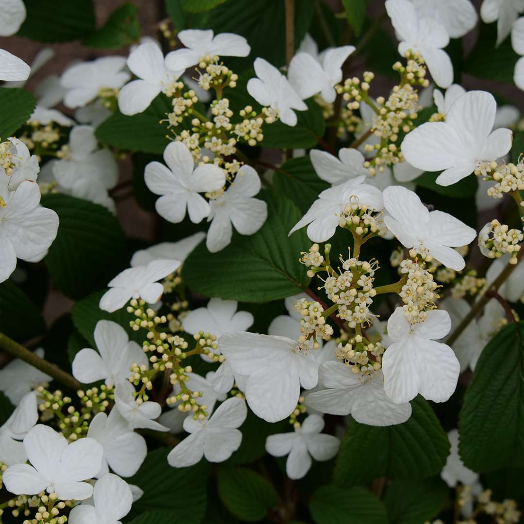 Steddy Eddy viburnum's white flowers 