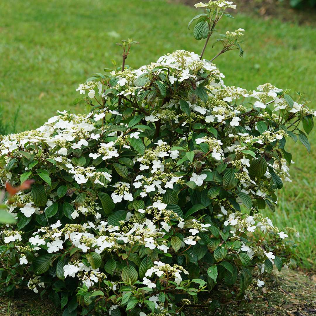 Steady Eddy viburnum blooming in the landscape