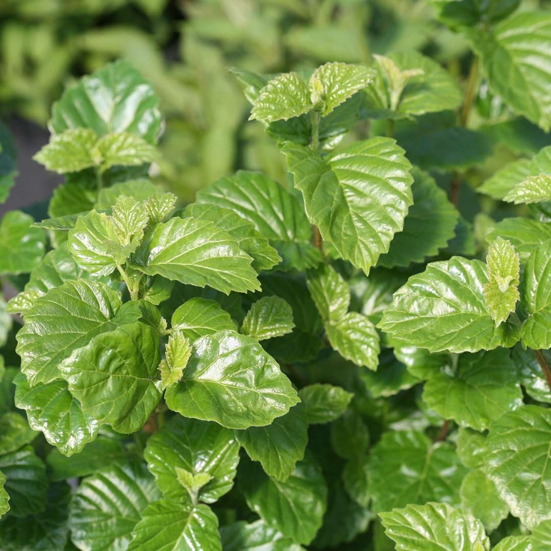 The highly glossy foliage of All That Glitters viburnum