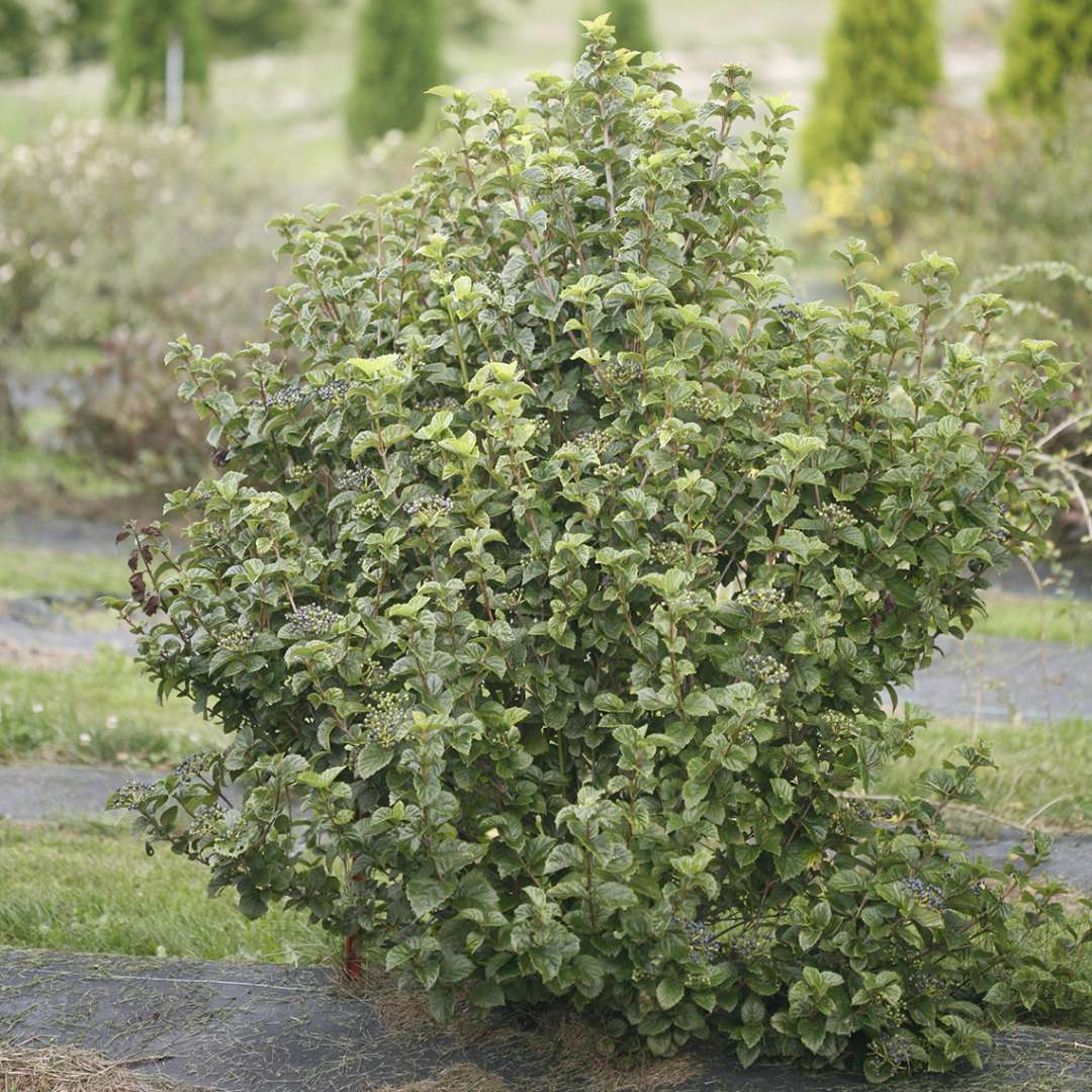 All That Glitters viburnum in a landscape showing semi dwarf habit