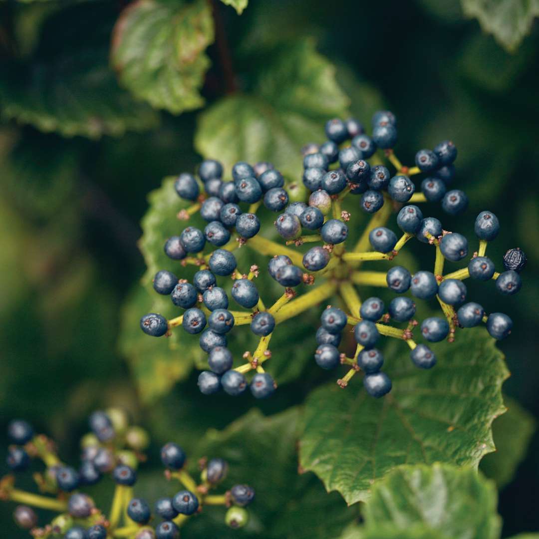 Blue fruit cluster on All That Glows viburnum