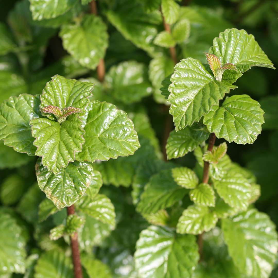 The very glossy textured foliage of All That Glows viburnum