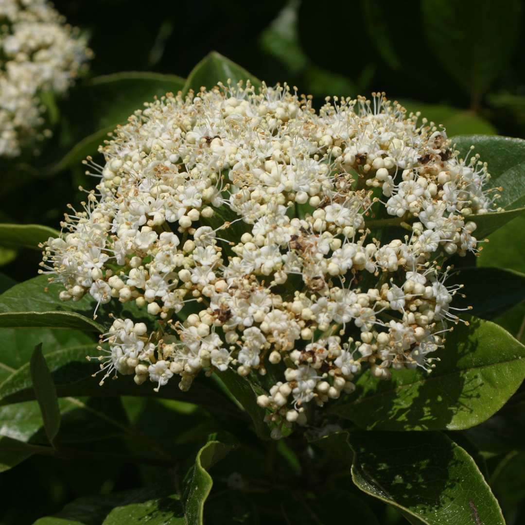 The white flowers of Brandywine viburnum