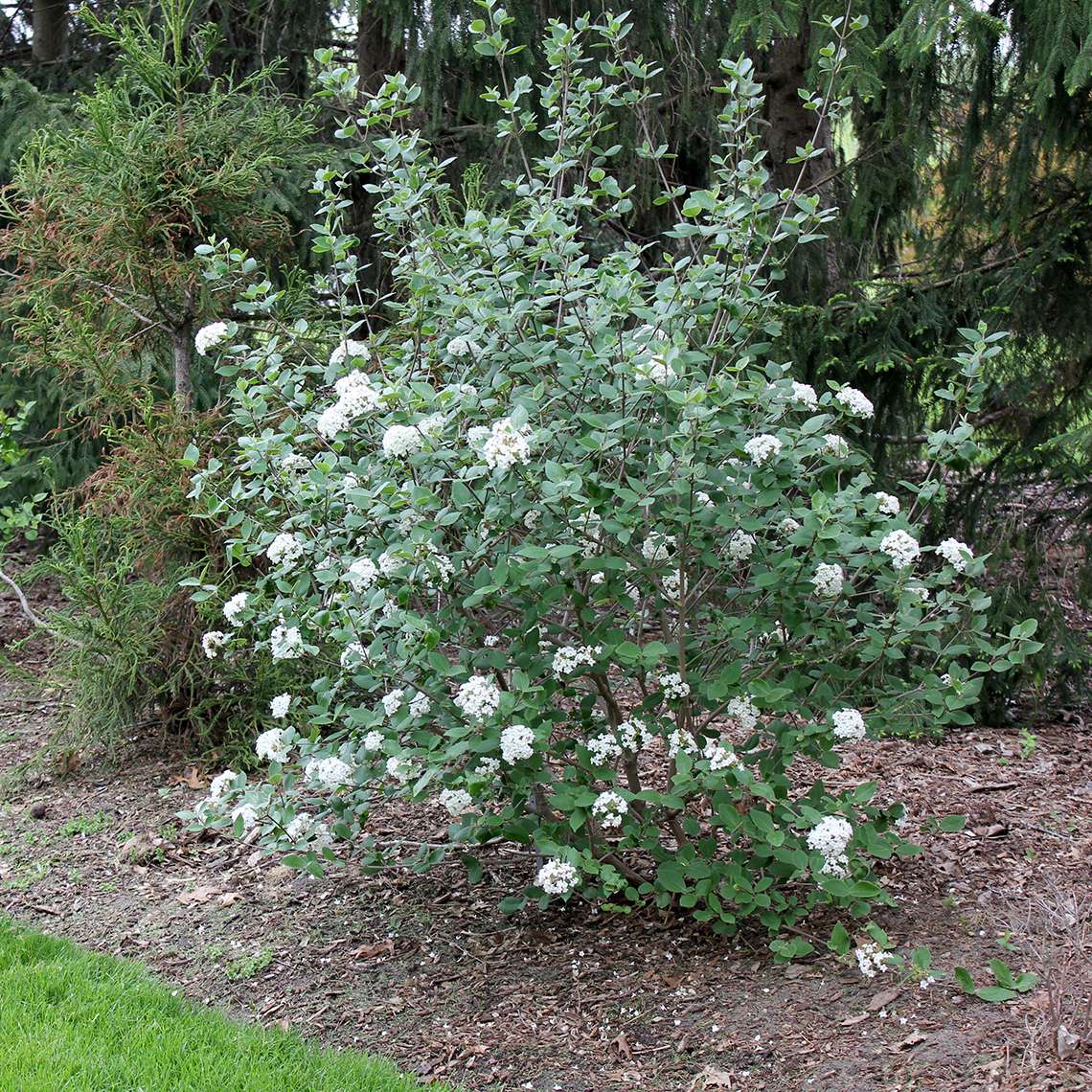 A specimen of fragrant Burkwoodii viburnum in a landscape