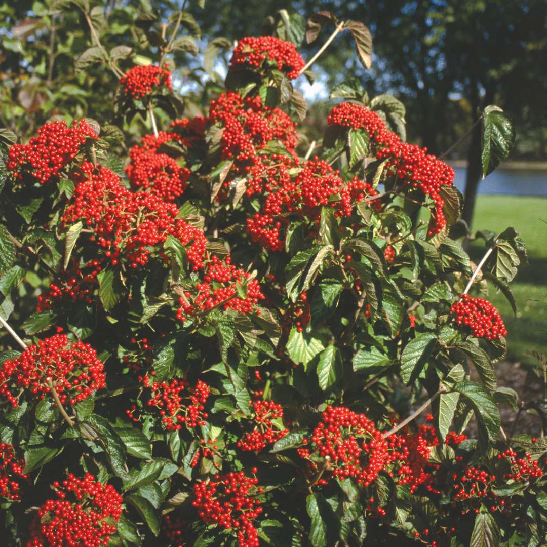 A specimen of Cardinal Candy viburnum covered in red fruit near the Grand River in Michigan