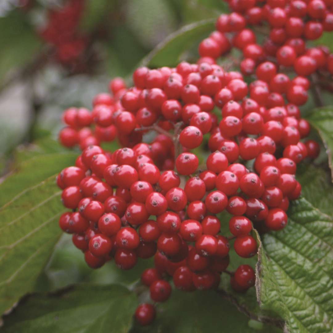 Closeup of the red fruit of Cardinal Candy viburnum