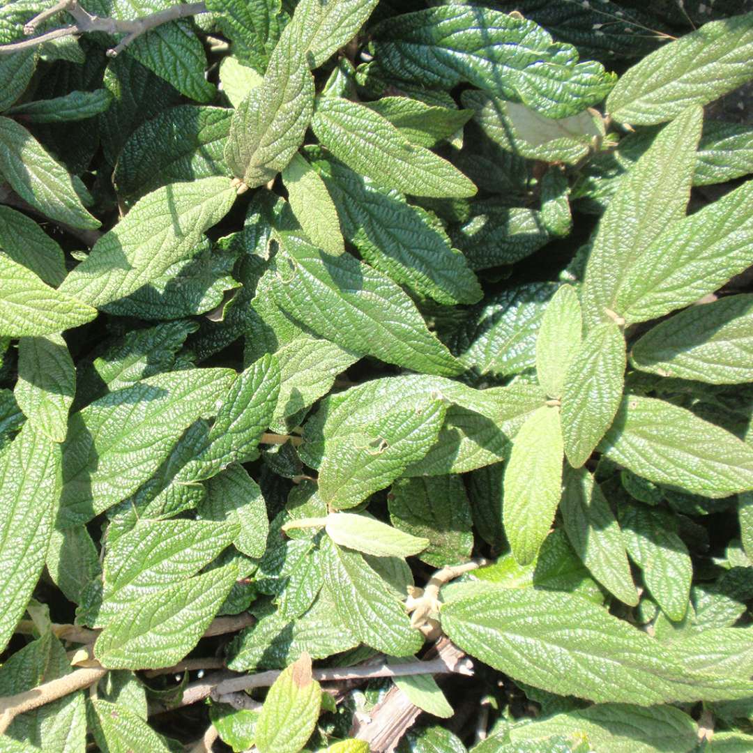 The heavily textured evergreen foliage of Cree viburnum