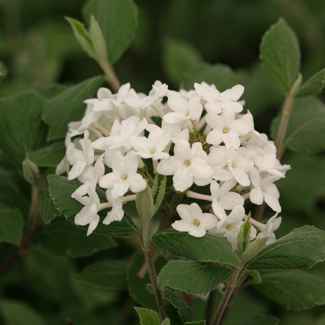 White flowers atop fuzzy green leaves on Viburnum juddii aka Judd viburnum