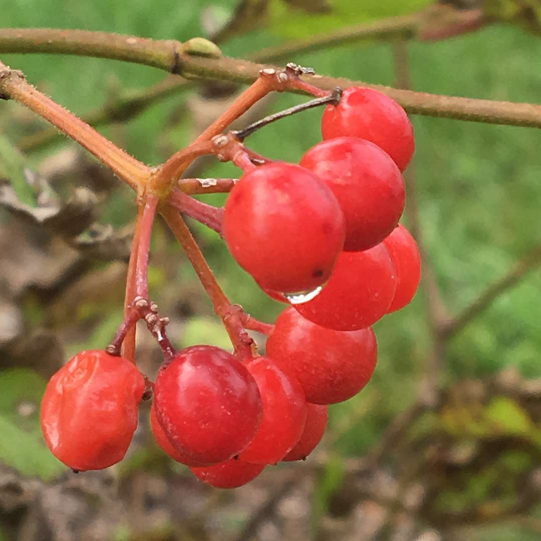 A cluster of red fruits on Oh Canada viburnum