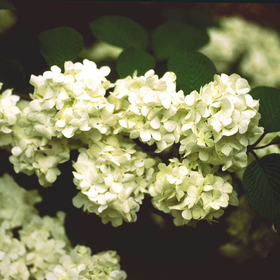 White snowball like flowers on a virbunum