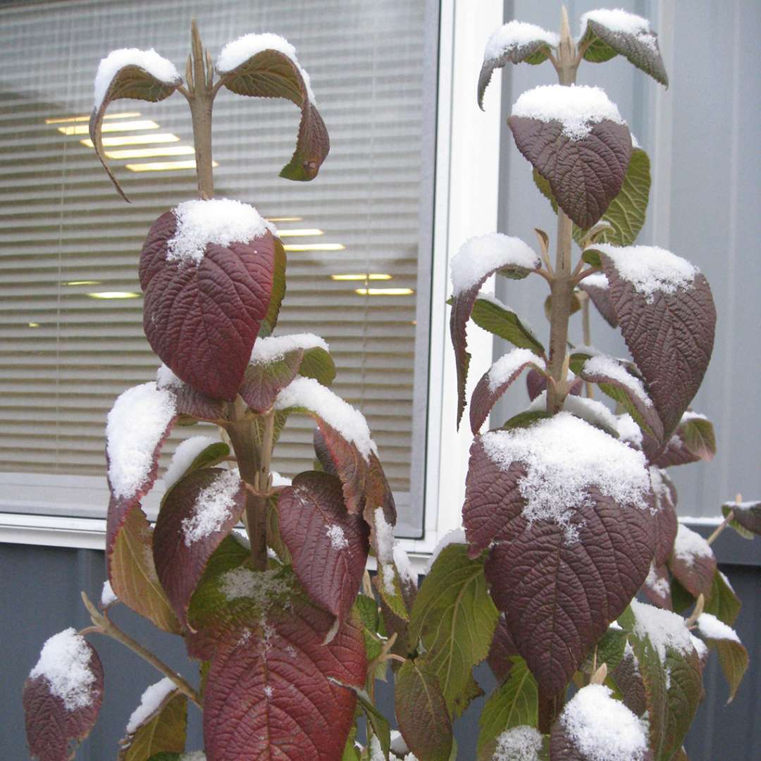 Red Balloon viburnum in winter with excellent fall color and snow has caught on the leaves