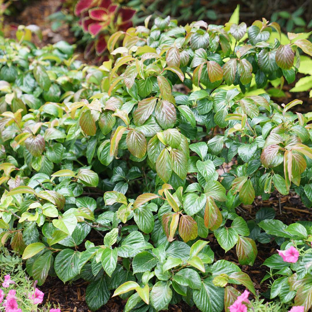 Shiny Dancer viburnum in a landscape with very glossy green and red leaves