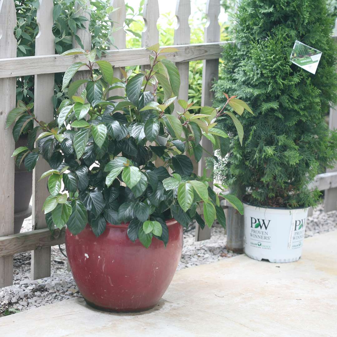 A handsome specimen of Shiny Dancer viburnum planted in a red glazed ceramic container