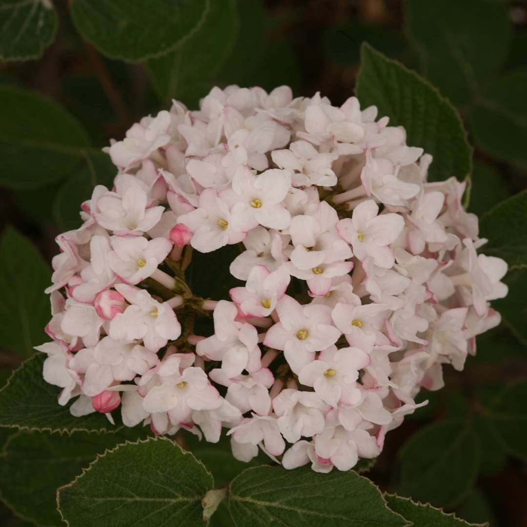 Close up of the pink and white flowers of Spice Baby Koreanspice viburnum