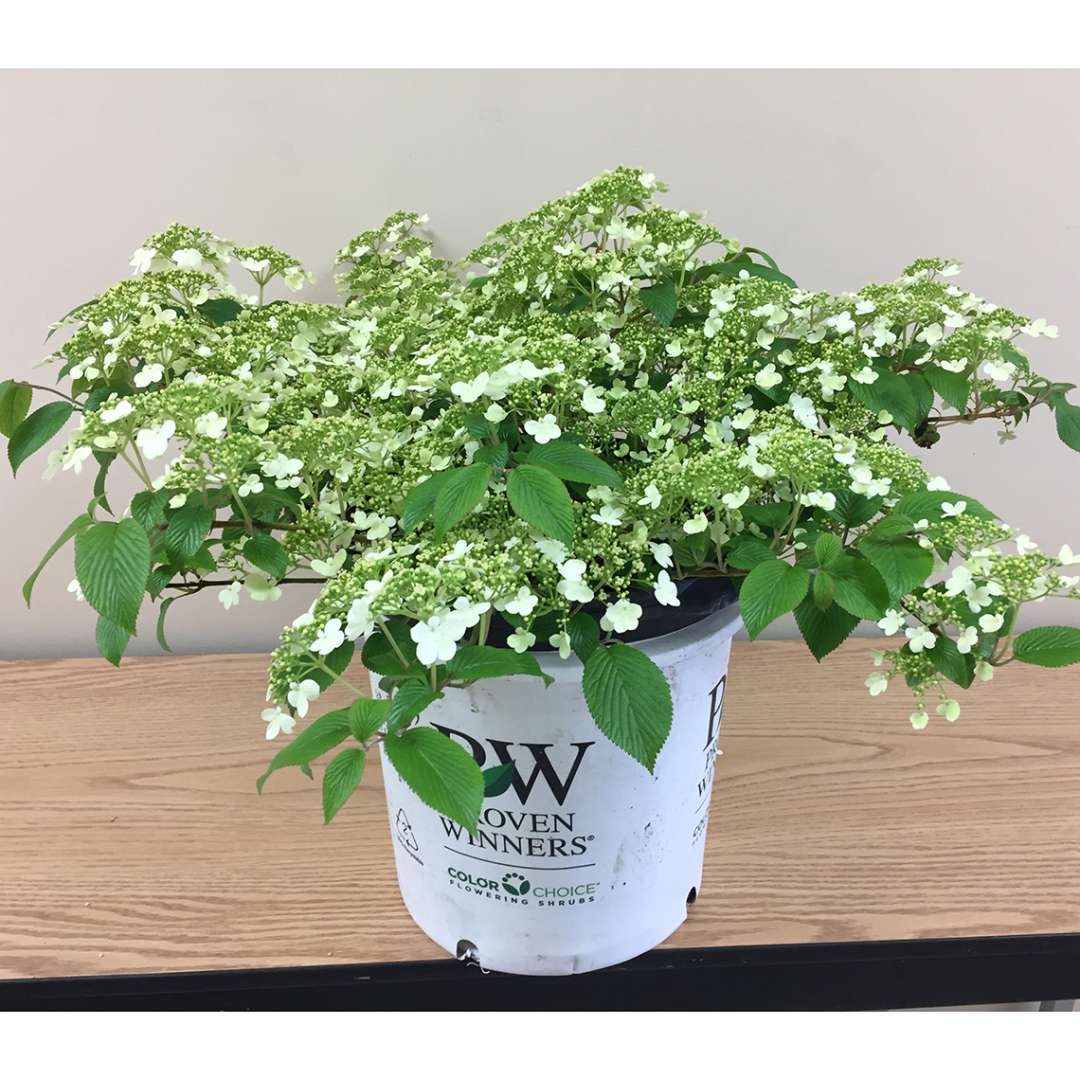 Wabi Sabi viburnum just about to bloom in a white Proven Winners container