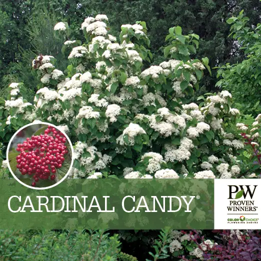 Cardinal Mints Cardinal Candy® Viburnum Benchcard - Spring Meadow Nursery
