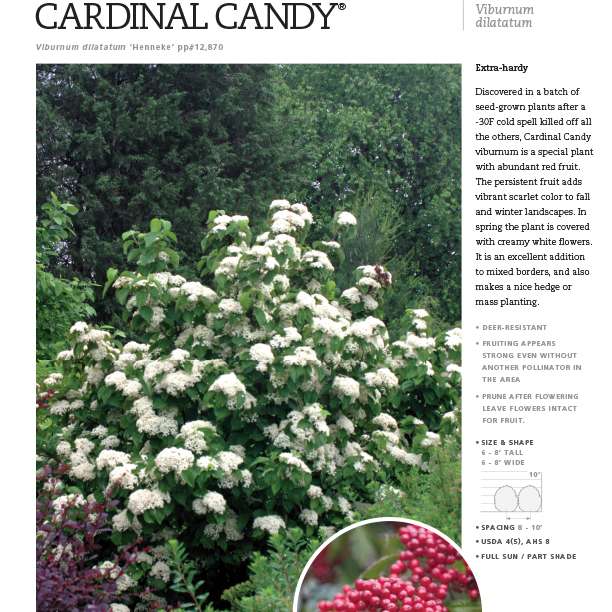 Preview of Cardinal Candy® Viburnum Spec Sheet PDF