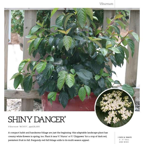 Preview of Shiny Dancer® Viburnum Spec Sheet PDF