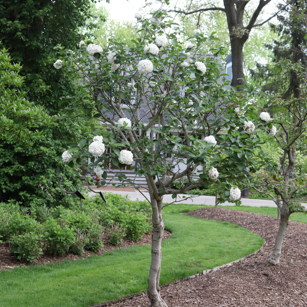 Spice Cowboy koreanspice viburnum trained into a small tree with white flowers in a landscape. 