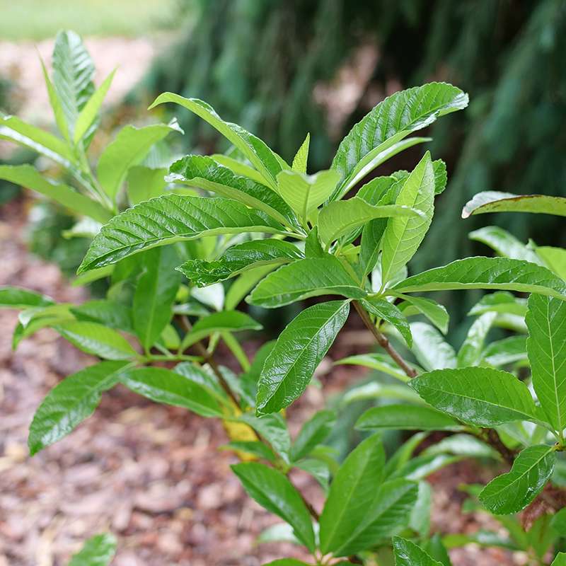 Close up of the handsome green foliage of Yardline Viburnum