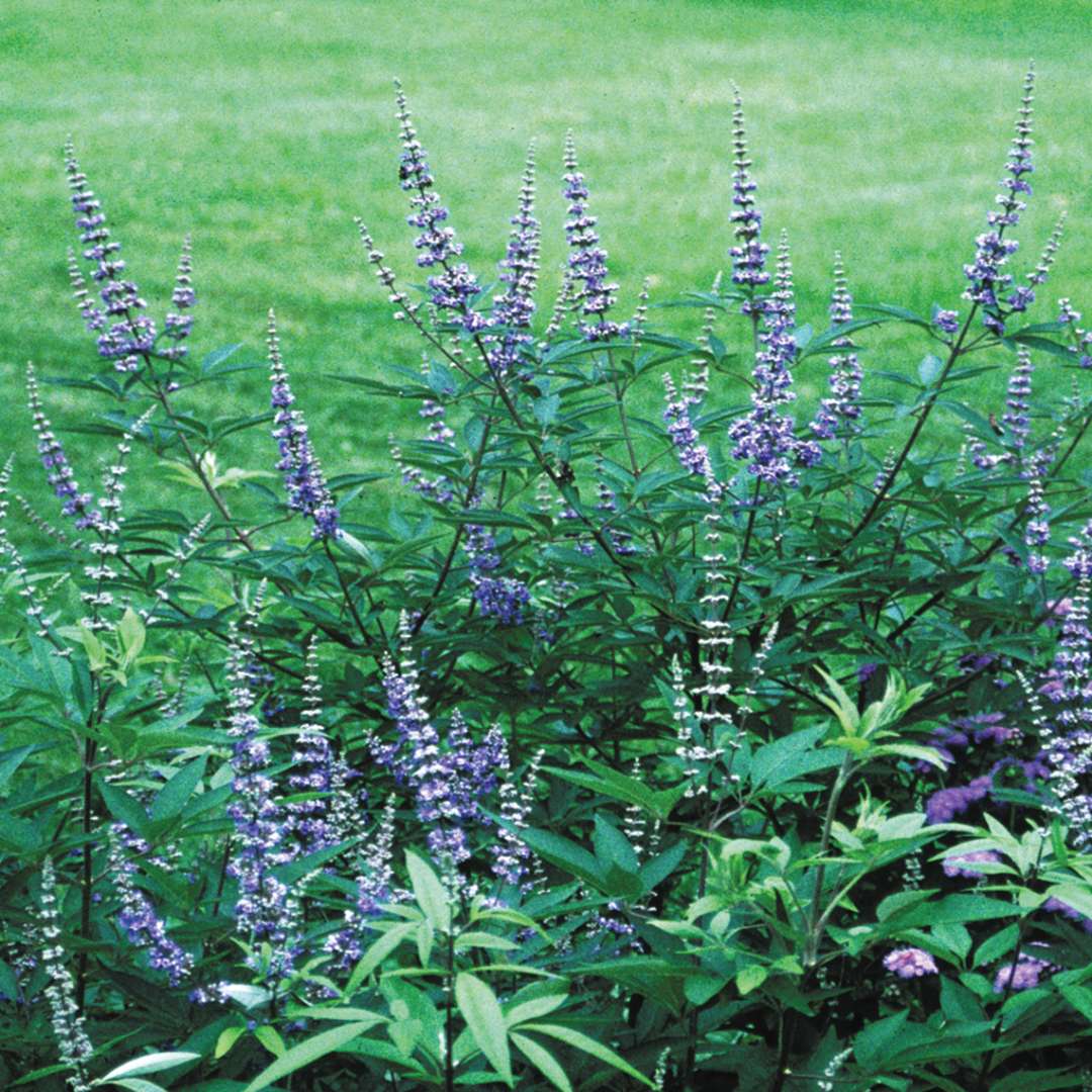 An Abbeville Blue chastetree in bloom with a lawn in the background