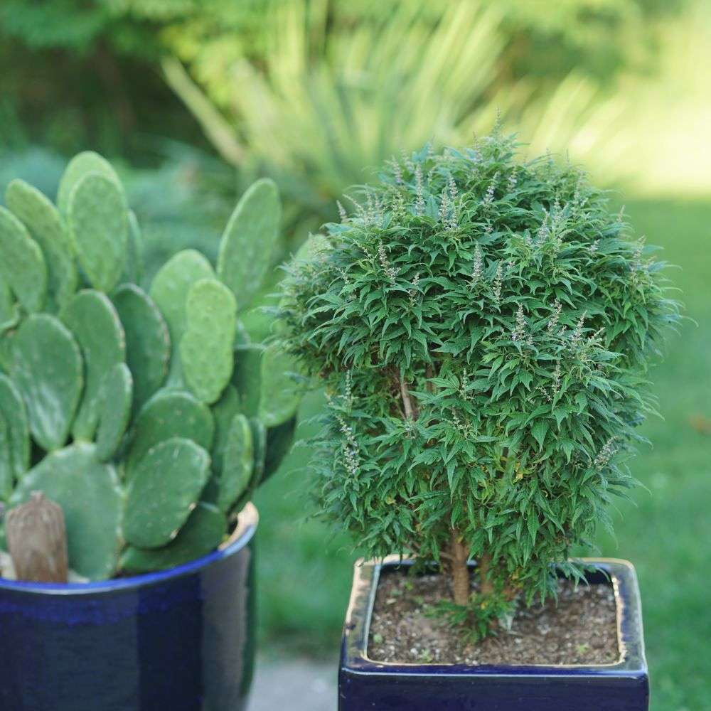 A Featherman vitex planted in a decorative container on a patio