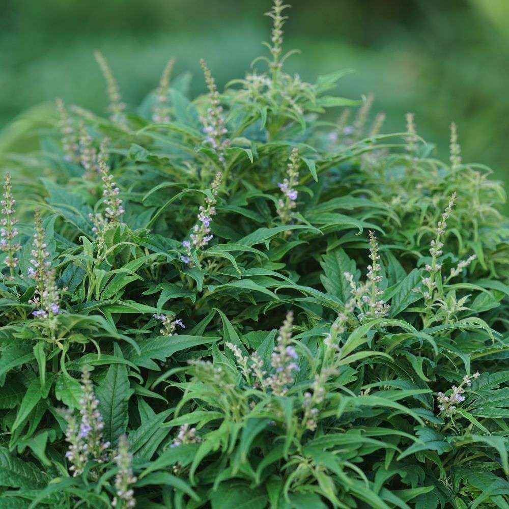 Close up of the feather-like foliage and dainty blue flowers of Featherman vitex