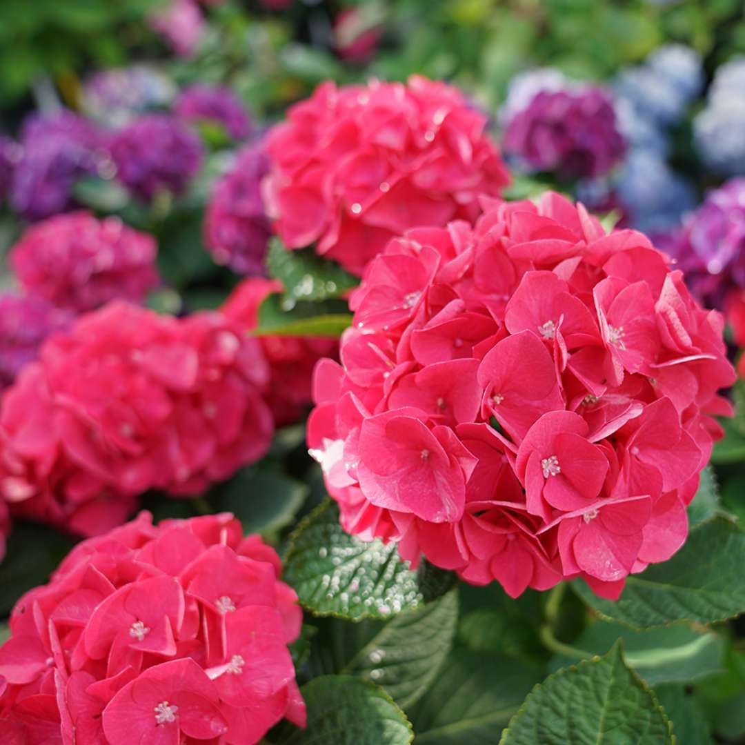 Wee Bit Giddy hydrangea with bright pink mophead blooms.