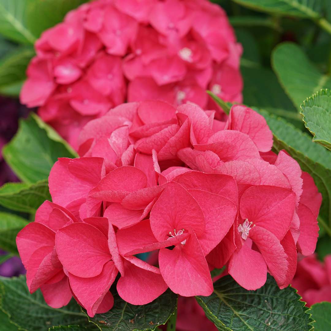 Close up of a bloom on Wee Bit Giddy Bigleaf hydrangea