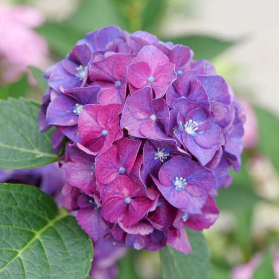 the deep purple mophead bloom of Wee Bit Grumpy hydrangea