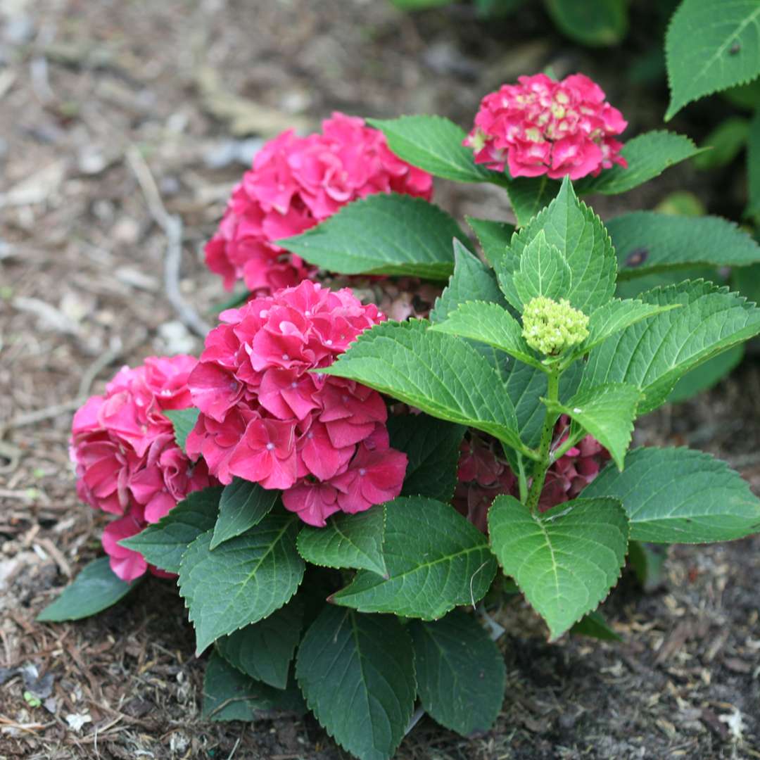 Wee Bit Grumpy hydrangea with pink flowers in a garden