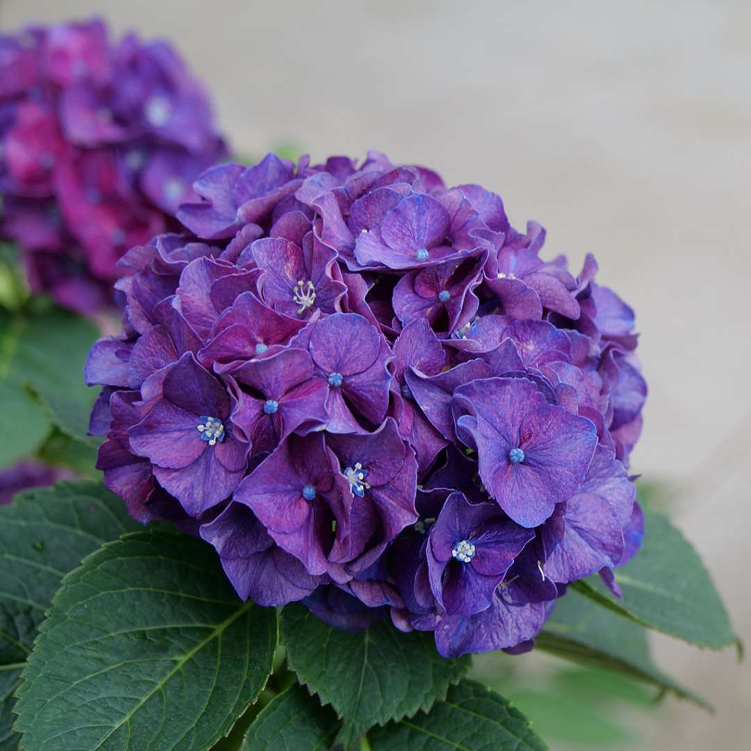 A very dark purple mophead bloom of Wee Bit Grumpy hydrangea