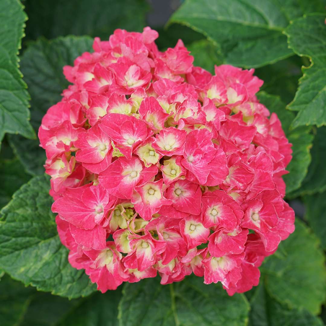 A closeup of the pink mophead inflorescence of Wee Bit Grumpy hydrangea