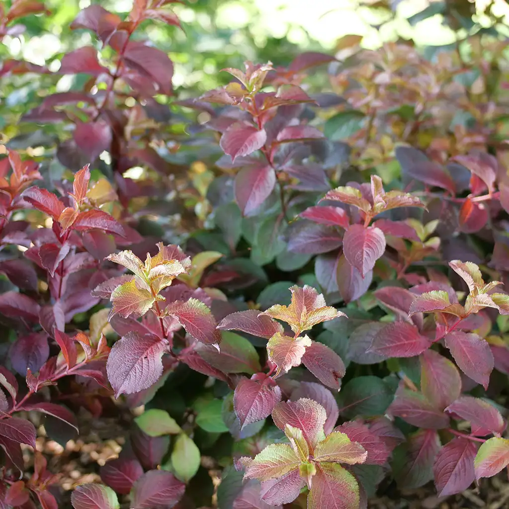 The colorful foliage of Midnight Sun weigela.