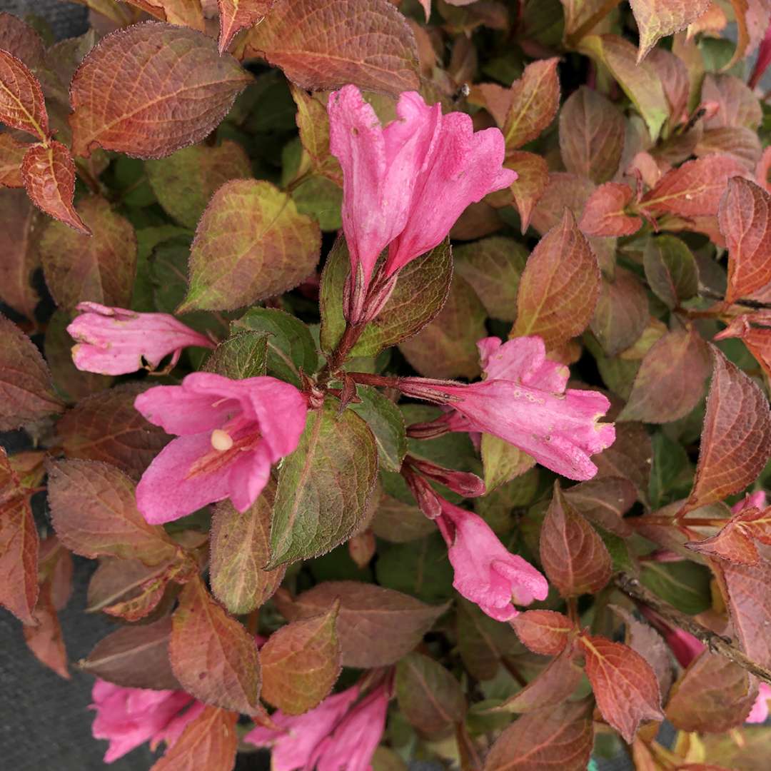 Pink flowers on Midnight Sun weigela.