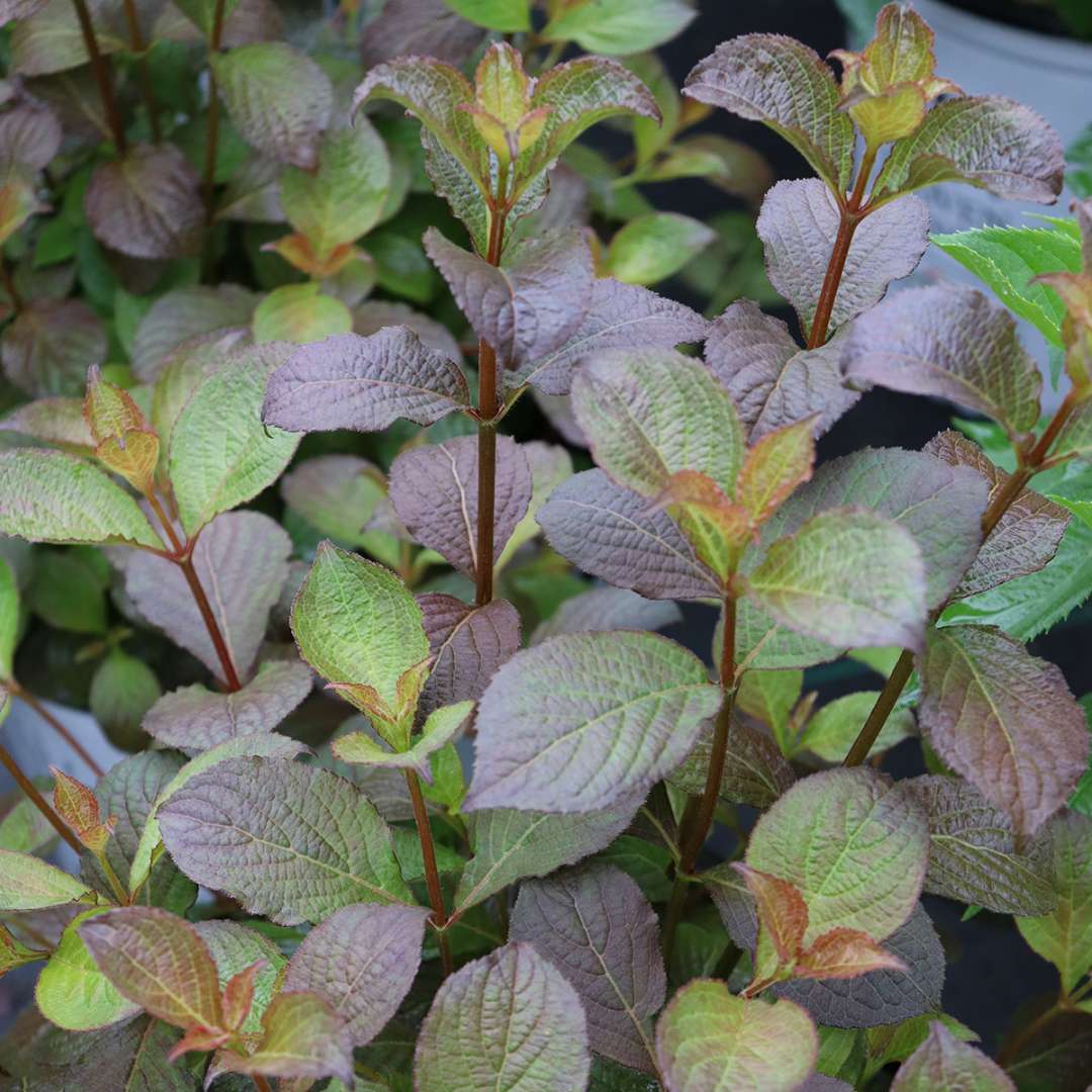 Midnight Sun weigela's foliage