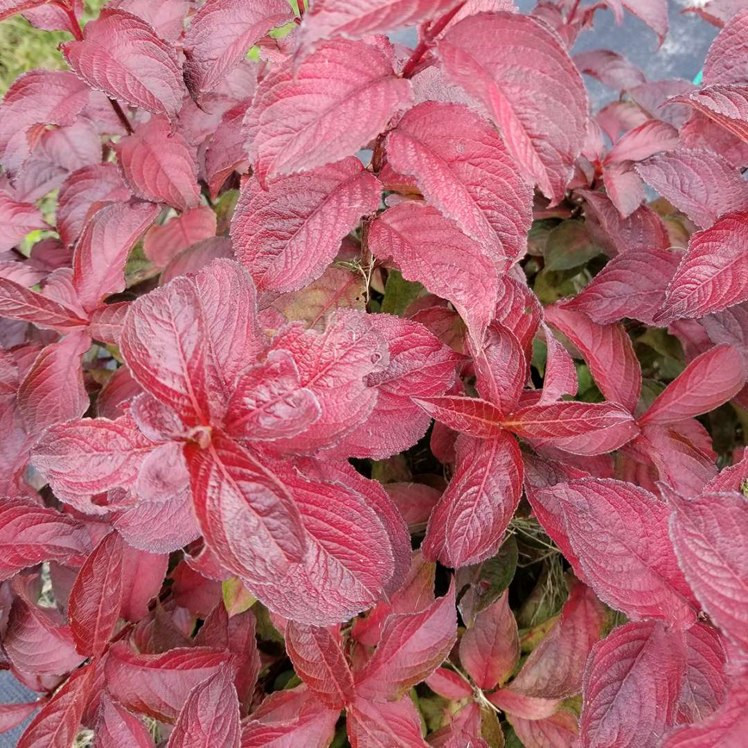 Midnight Sun weigela bright red foliage in autumn.