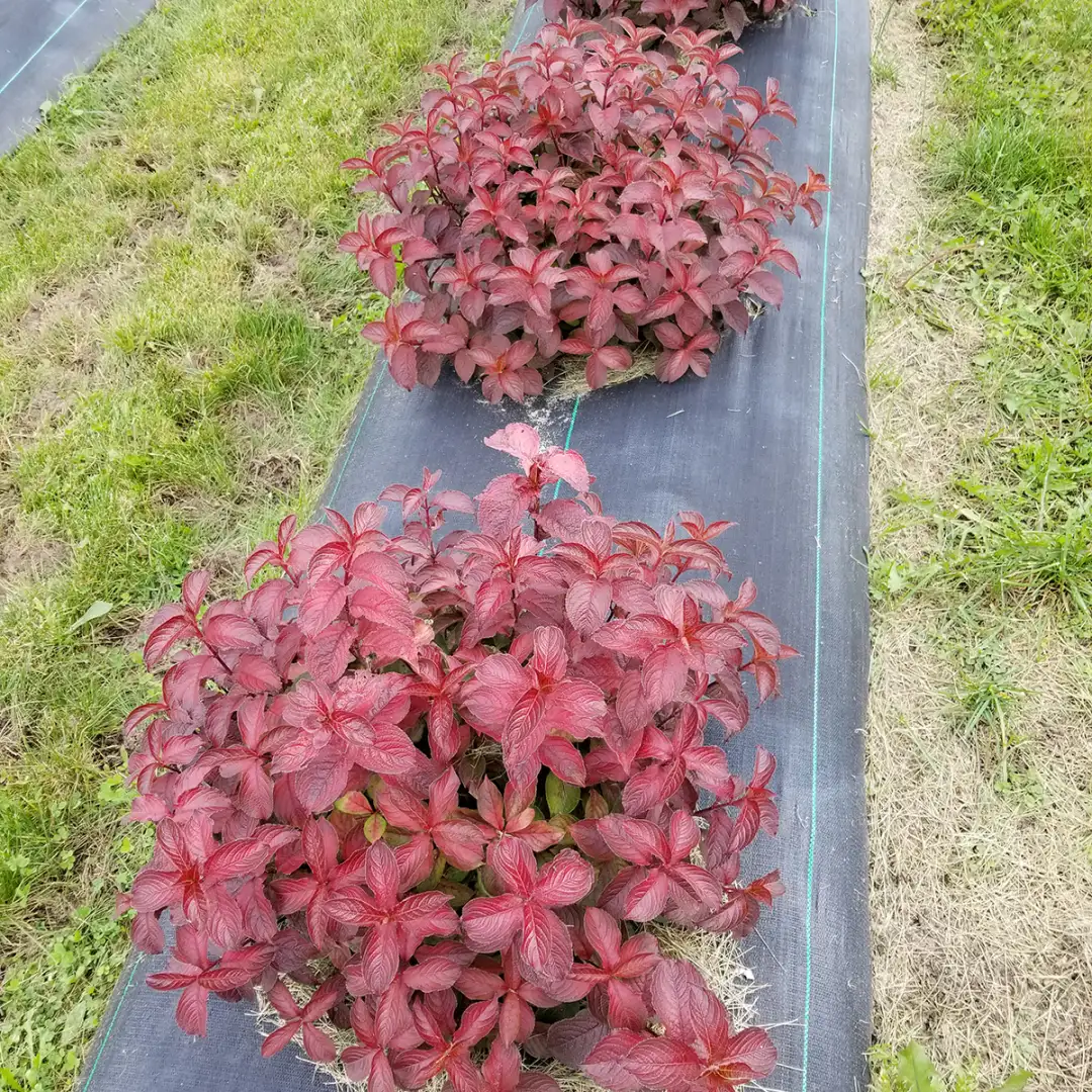 Midnight Sun weigela plants growing in a trial field.