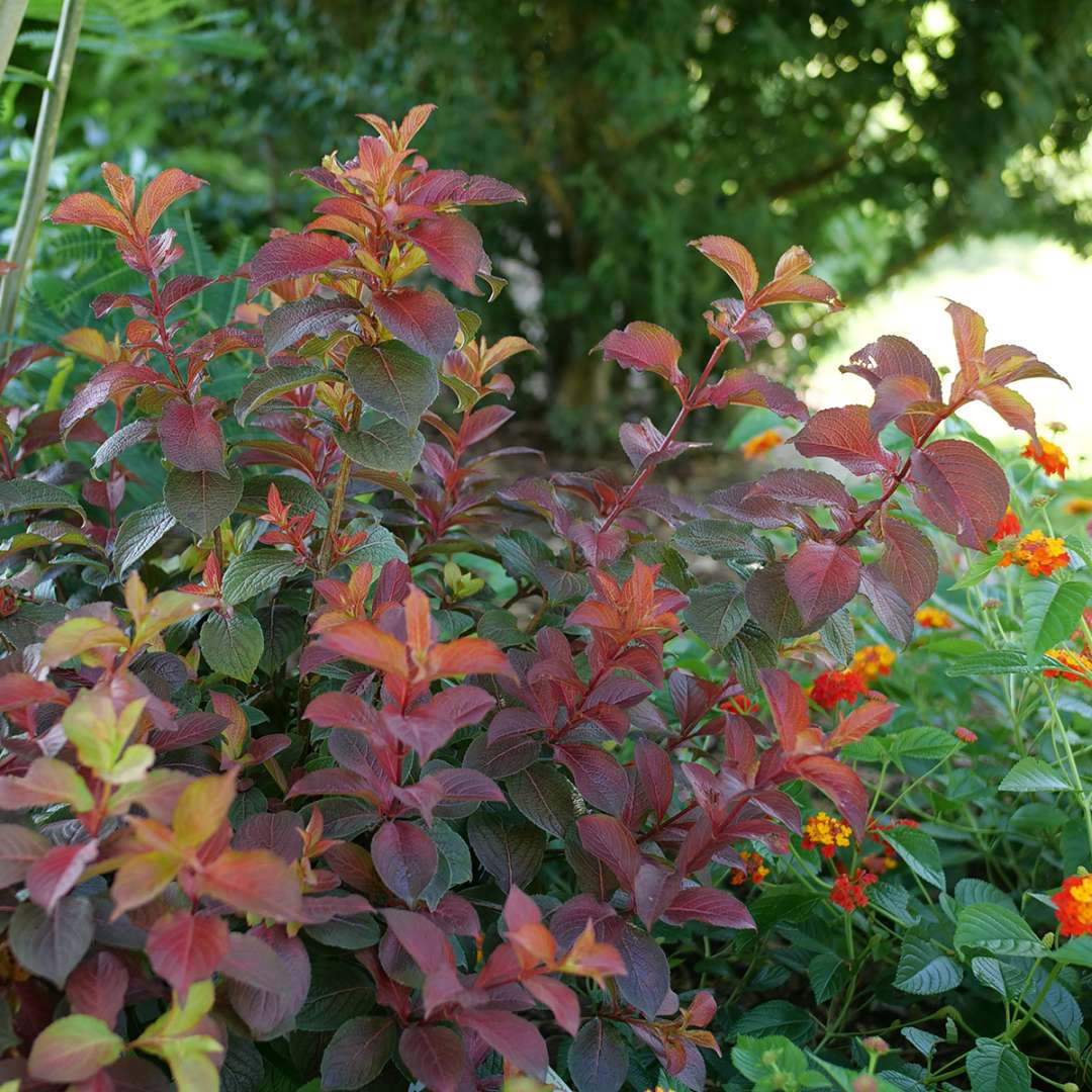 The new growth of Midnight Sun weigela.