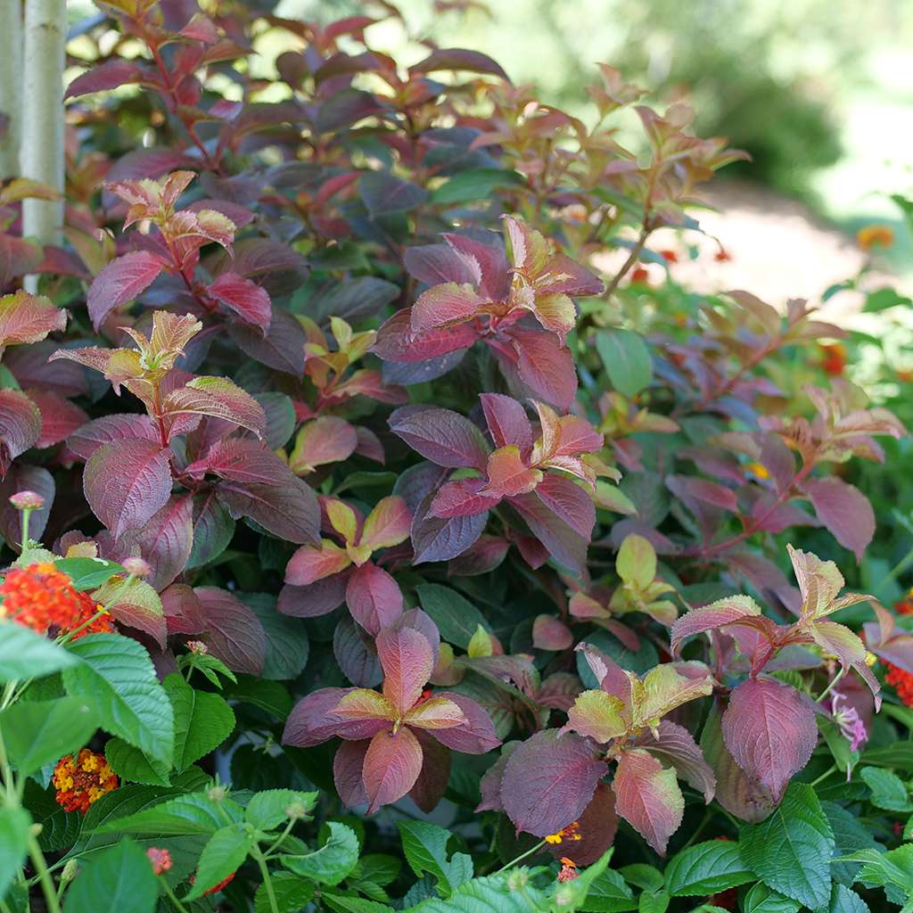 Midnight Sun weigela growing in a landscape.