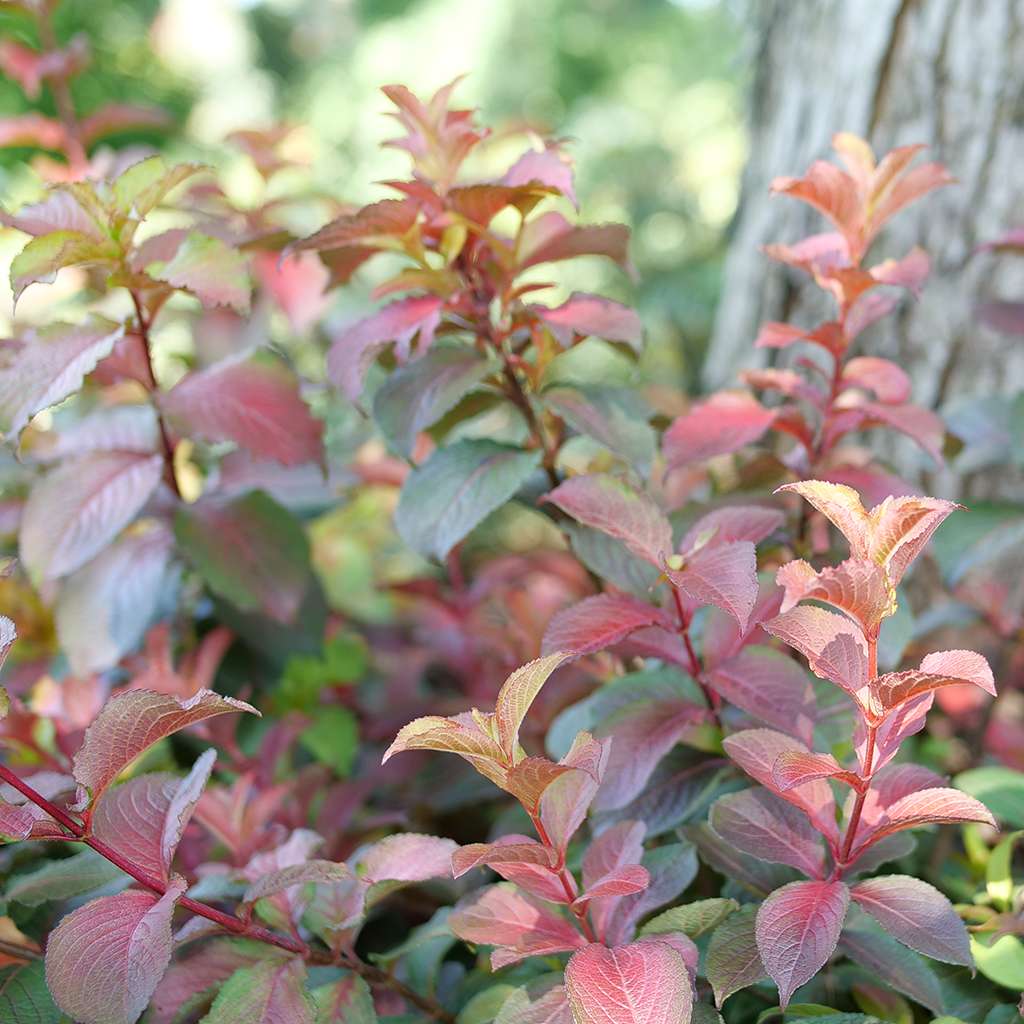 Midnight Sun weigela with colorful foliage