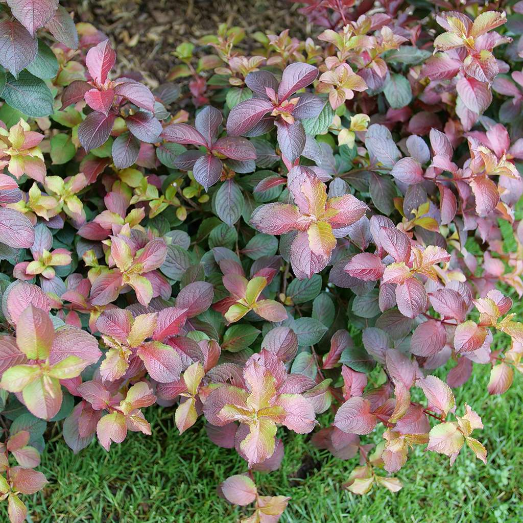 The multi-hued new growth of Midnight Sun weigela.