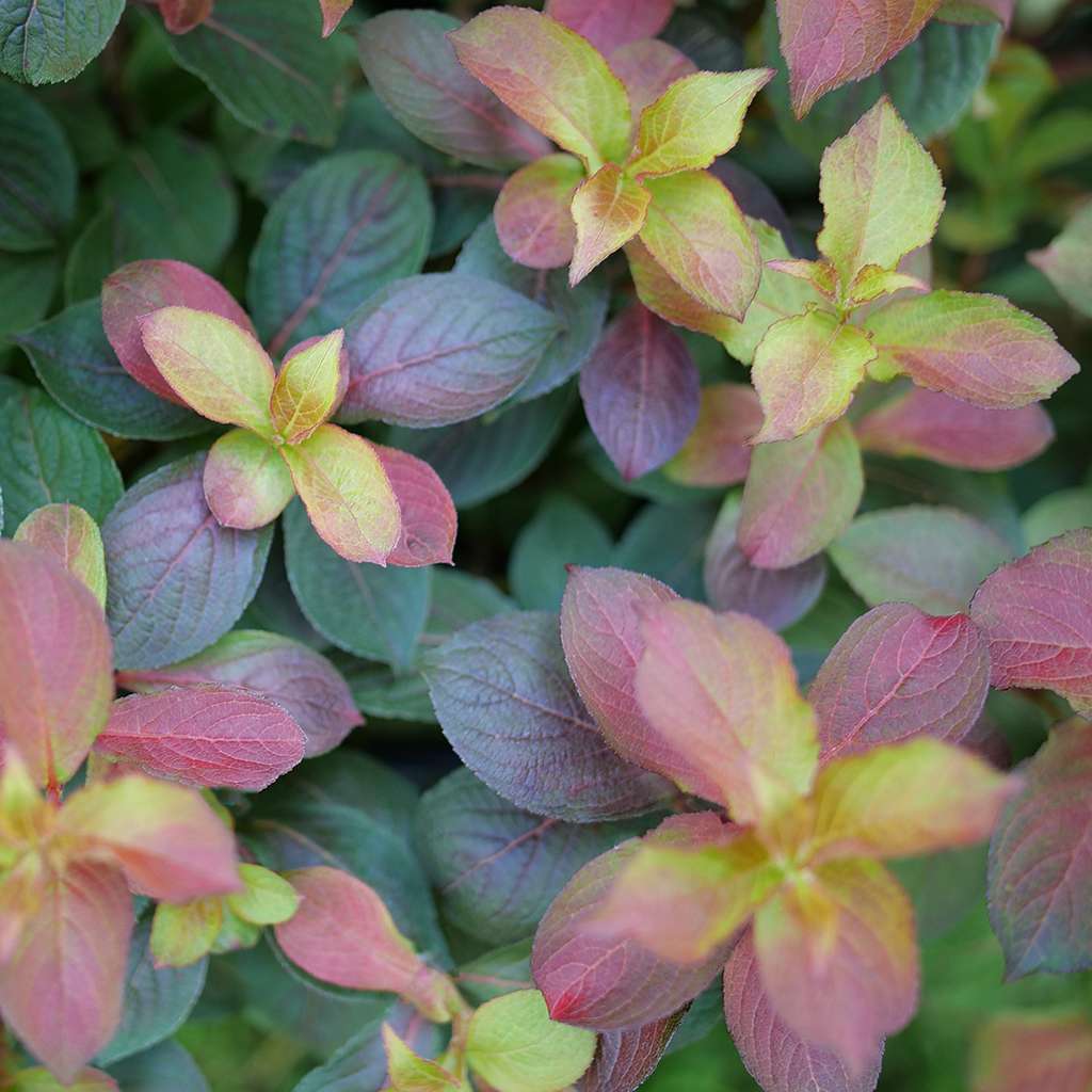 Midnight Sun weigela's yellow, purple, and red foliage. 